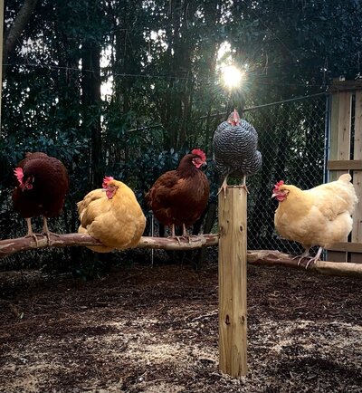 Chickens.jpg