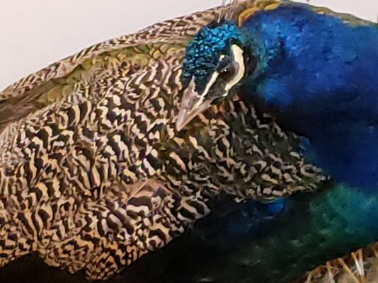 Peacock.jpg