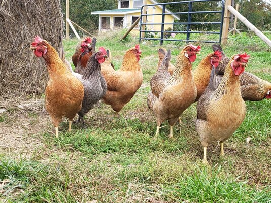 2021_flock_lf_4.jpg