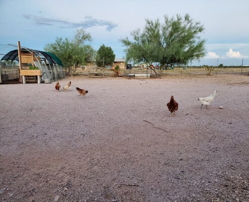 chicken range.jpg