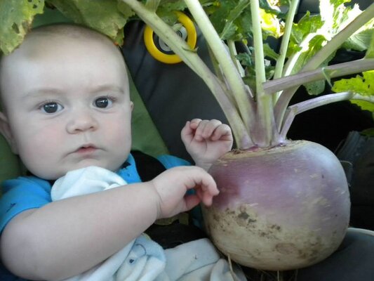 Turnip from the garden.jpg