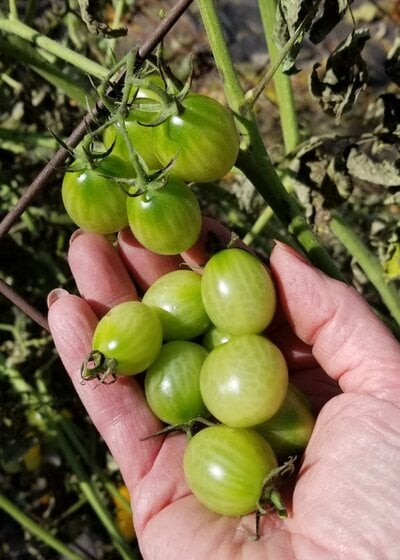 What to do with all those green tomatoes? Strawberry Jam!