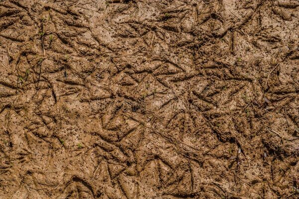 geese-duck-prints-mud-several-imprints-ducks-geese-footprints-wet-mud-wetlands-forming-texture...jpg