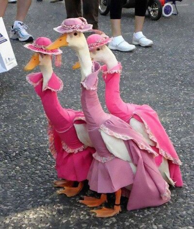 21 Creative and Funny Halloween Costumes For Pets.jpeg
