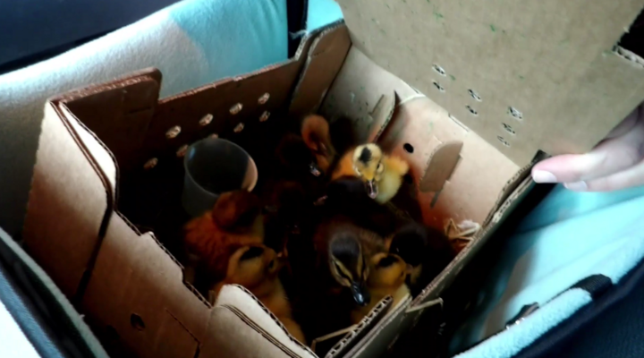 baby ducklings in post office box 11-2-22.png