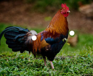 Show off Your Rooster's Fancy Looks!