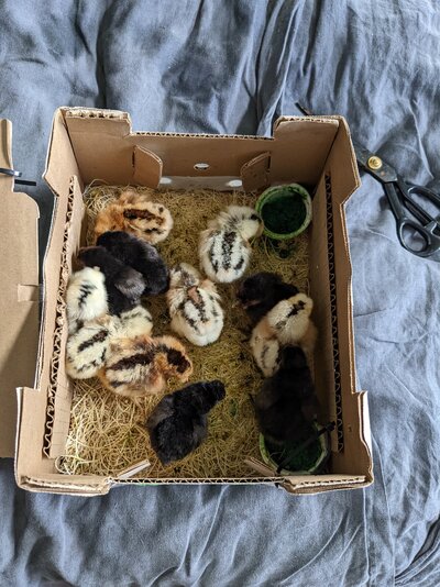 Shetland Chicks in Arrival Box.jpg