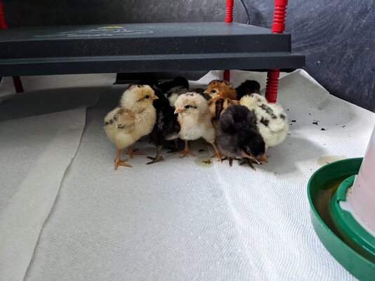 Shetland Chicks day 1.jpg