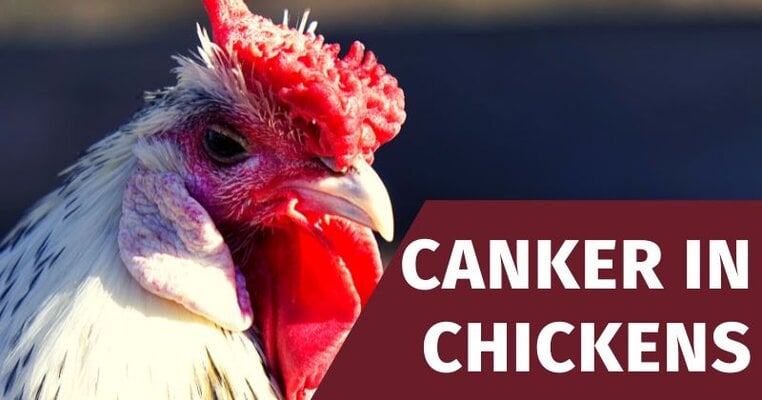 Canker in Chickens