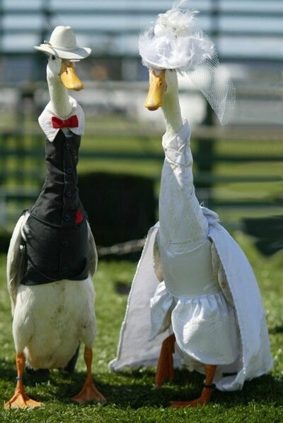 Farmer Dresses Up Ducks for Elaborate Fashion Show.jpeg