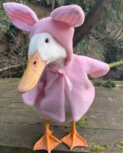 why you should have a duck 🦆 on Twitter.png