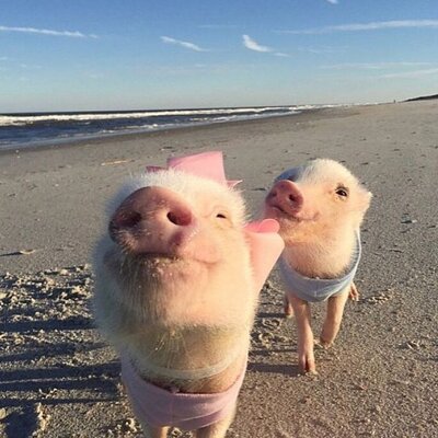 If You're Not Following These 22 Animals on Instagram, You're Seriously Missing Out.jpeg