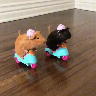 Biker Guinea Pigs.png