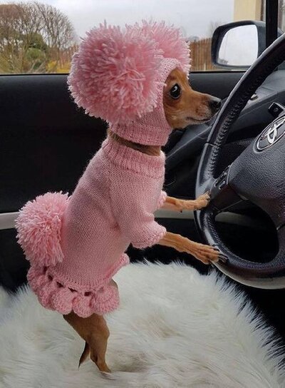 Dog sweater,dog clothes,chihuahua clothes, dog clothes with hat,sweater set with pom poms,clo...jpeg