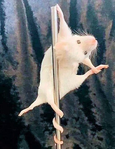 Pole dancing.jpeg