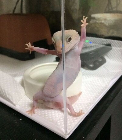 Ridiculously Photogenic Gecko Inspires Photoshop Battle, And It’s Hilarious (Add Yours!).jpeg