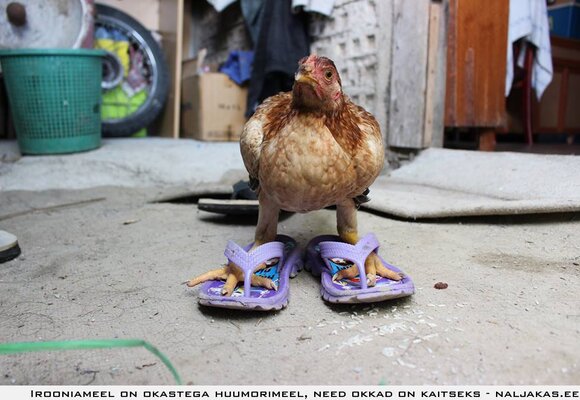 Chicken-Wearing-Flip-Flop-Funny-World-Picture.jpg