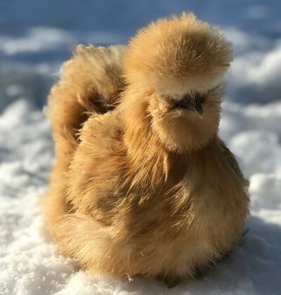 cropped_2018_winter_5.jpg