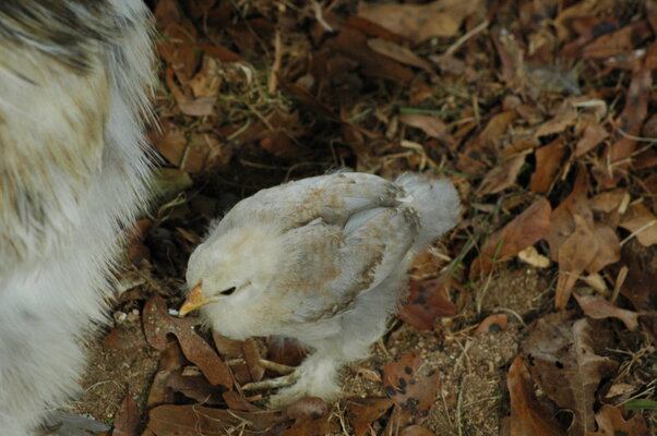 DSC_0055.JPG