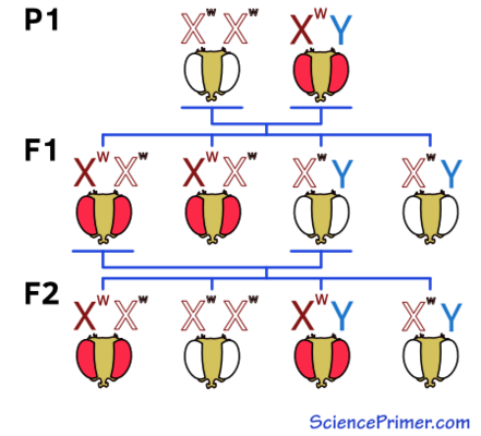 crossBTree_450w-815434310.png