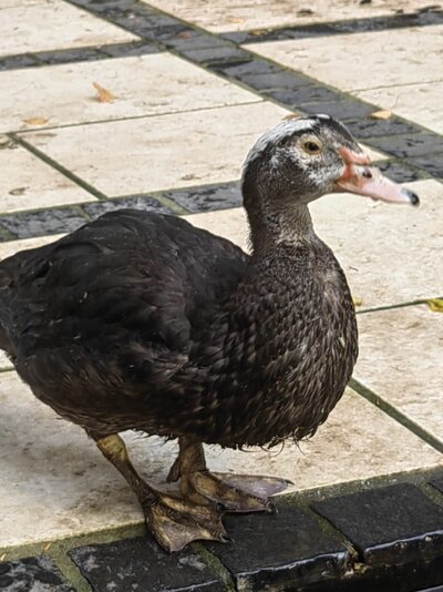 Duck 1.jpeg