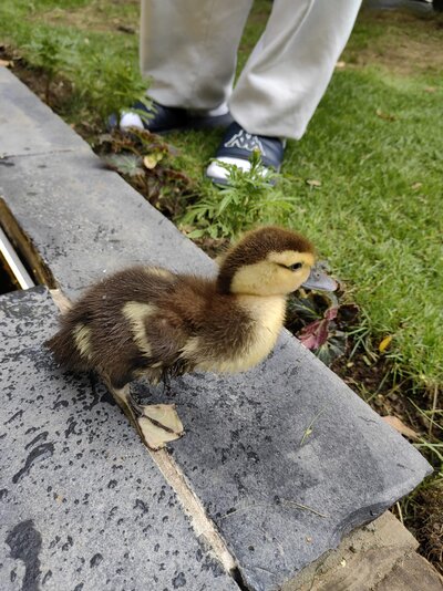 Duck 2.jpeg