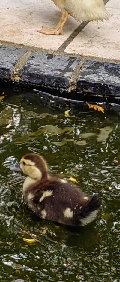 Duck 3.jpeg