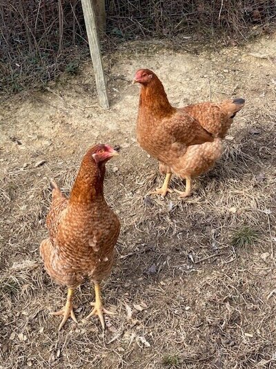 spangled hens.jpeg