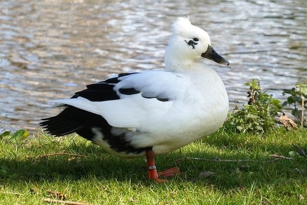 duck-g93ec0fdac_640.jpg