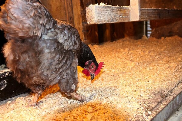 chicken-g293d2bed7_640.jpg
