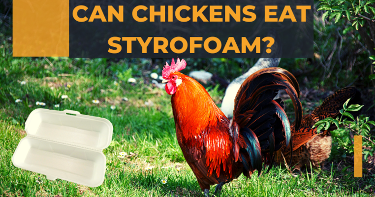 Can Chickens Eat Styrofoam.png