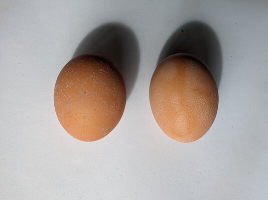 first eggs.jpg