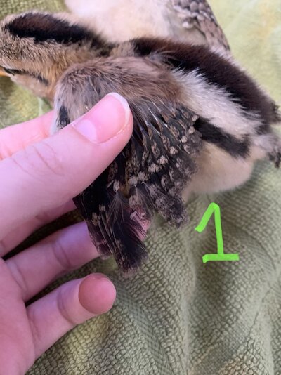 2E96BE65-4B2D-4237-BCB5-8553E4B94B95.jpeg