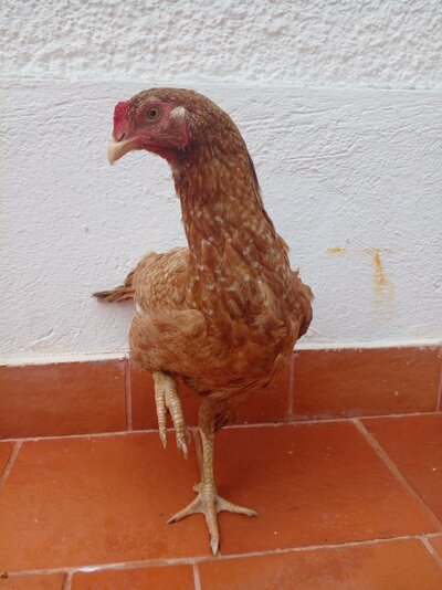 WhatsApp Image 2022-12-02 at 11.09.30.jpeg