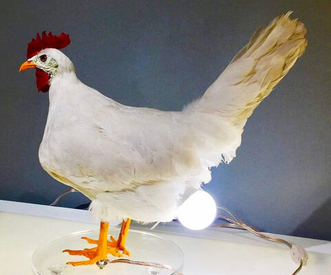chicken-laying-egg-lamp-sebastian-errazuriz-640x533.jpg