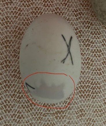 Egg 7.jpg