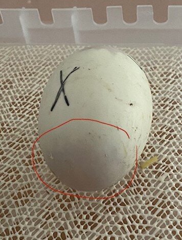 Egg7 (2).jpg