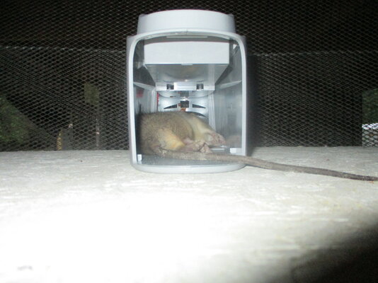 electric rat trap 017.JPG