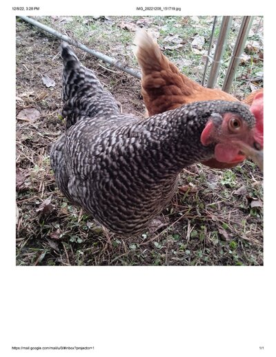 Gertie.jpg