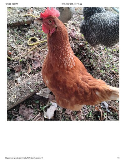 Ginger.jpg