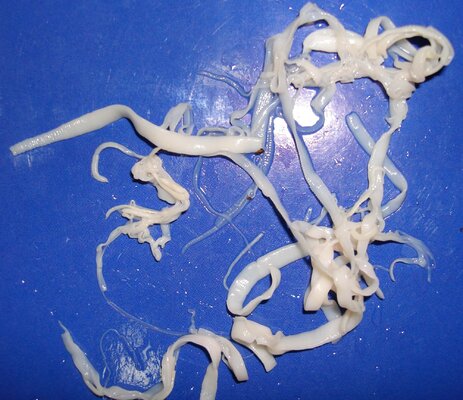 Raillietina_echinobothrida.jpg