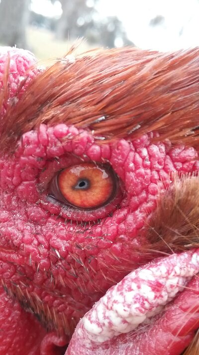 bubba2eye22b.jpg