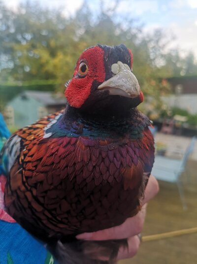 Pheasant.jpg