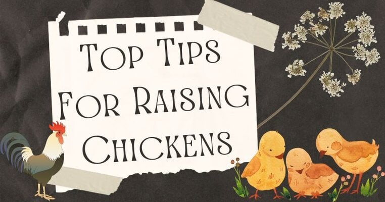 Top Tips for Raising Chickens