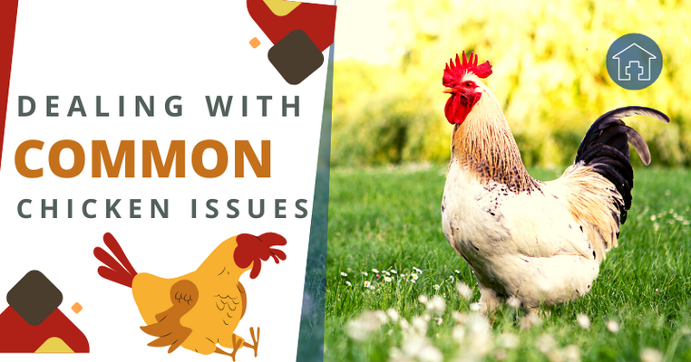 Dealing with Common Chicken Issues