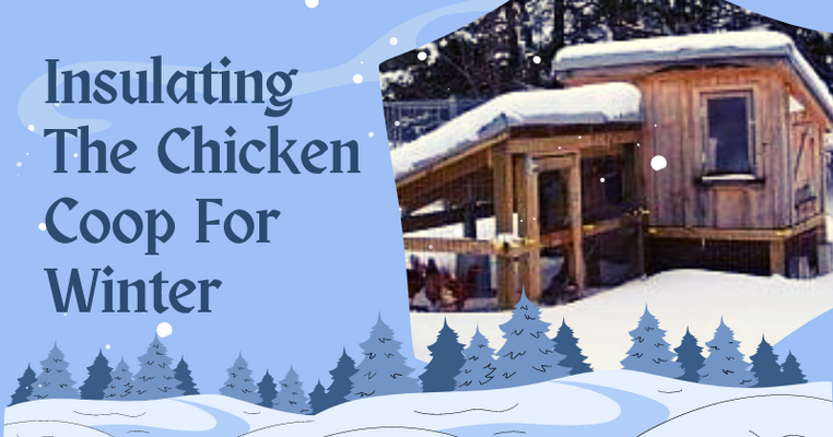 Insulating The Chicken Coop For Winter.png