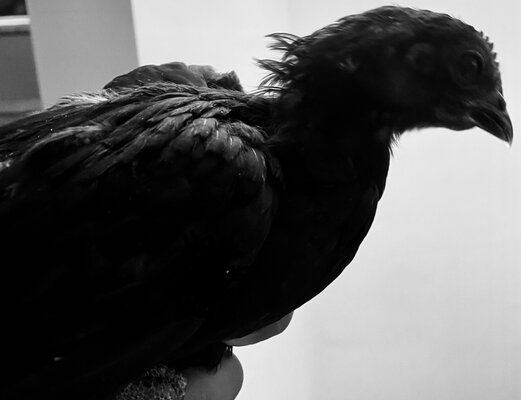 F41BC733-E291-46FD-A19F-588D7CAE5217.jpeg