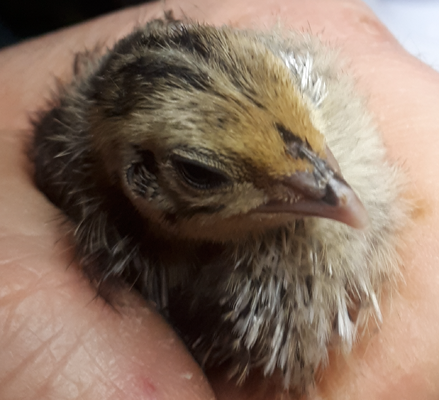CU falb fee line chick @ 1 week old 3.png
