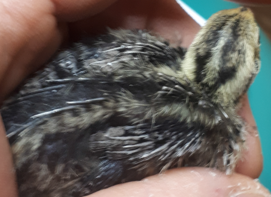 CU falb fee line chick 1 week old 2.png