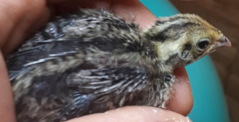 CU falb fee line chick 1 week old.png